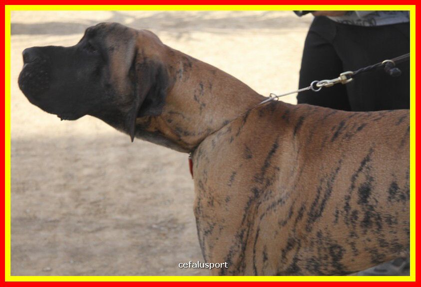 180311 mostra_canina 177.jpg